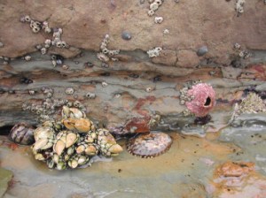 Competition in tidepools