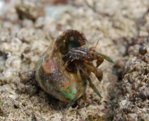 Competition in tidepools