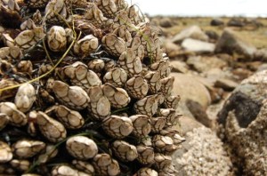 Competition in tidepools