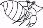Hermit Crab