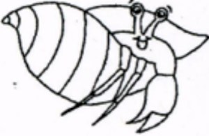 Hermit Crab
