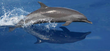 Dolphin