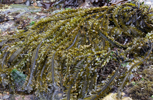 Feather Boa Kelp