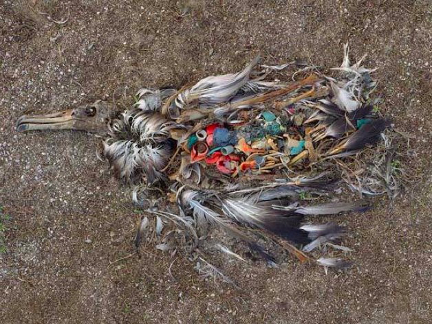 Garbage Patch and the Albatross