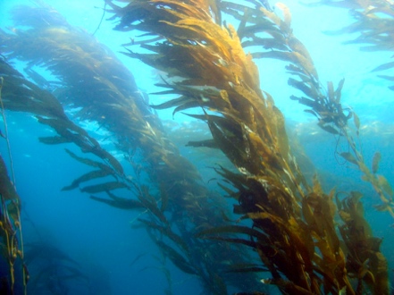 Giant Kelp