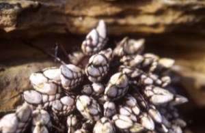 Gooseneck Barnacles