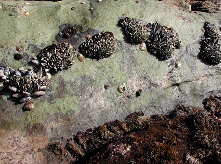 Gooseneck Barnacles