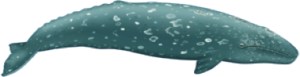 Gray Whale