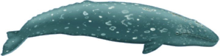 Gray Whale