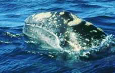 Gray Whale