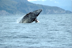 Gray Whale