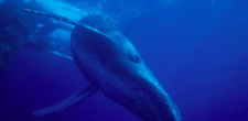 Humpback Whale