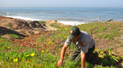 Keith Lombardo pulling Ice Plant