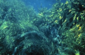 Kelp and Surf Grass