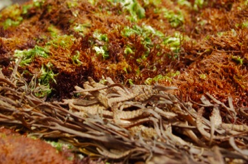 Middle Intertidal Zone