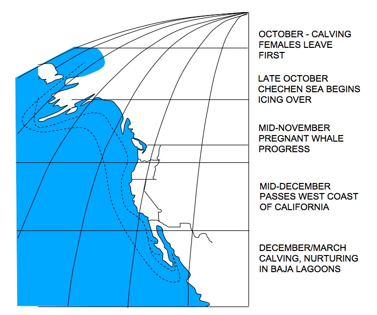 Gray Whale Migration