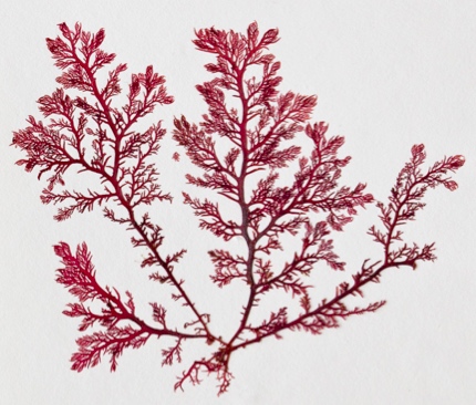 Plocamium cartilagineum