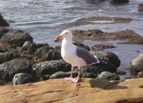 Predator in tidepools