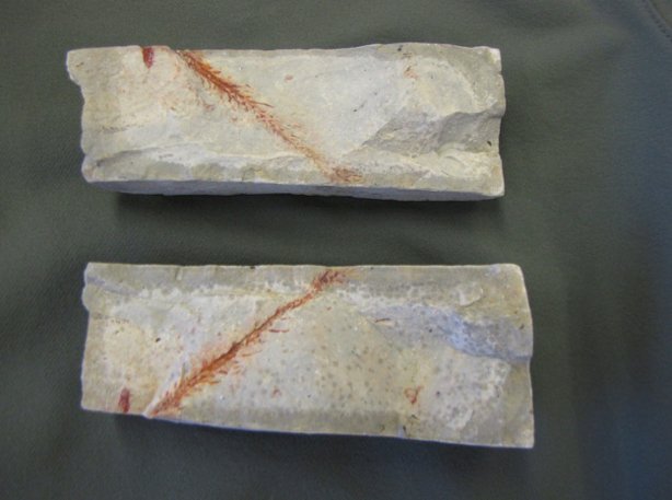 Recent Fossil Discoveries