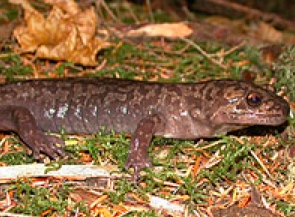 Salamander