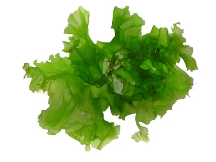 Sea Lettuce
