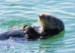 Sea Otter