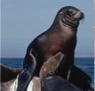 Sea Lion