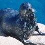 Seals