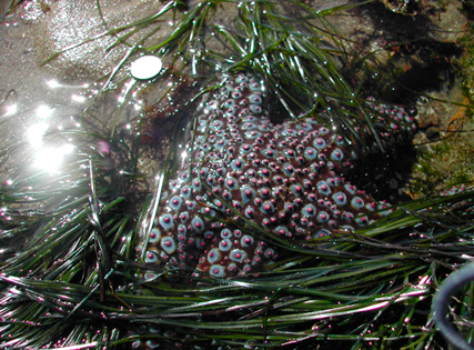 Sea Star