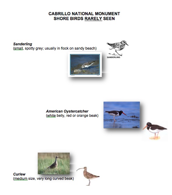 Shore Birds at CNM