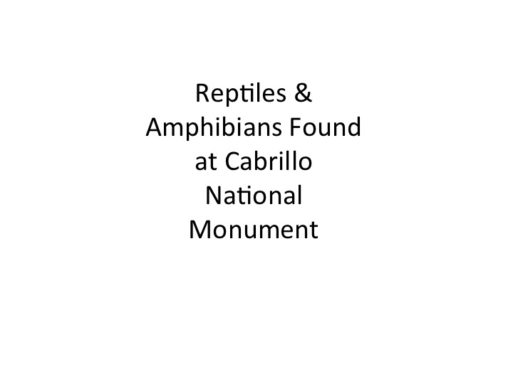 Reptiles and Amphibians at CNM