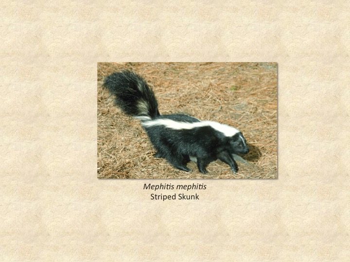 skunk