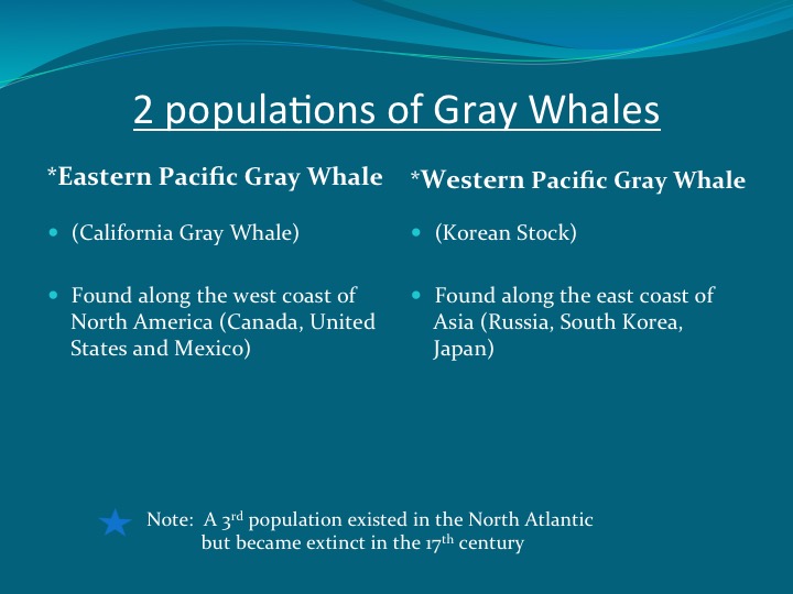 Gray Whales