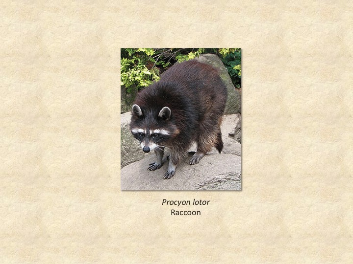 raccoon