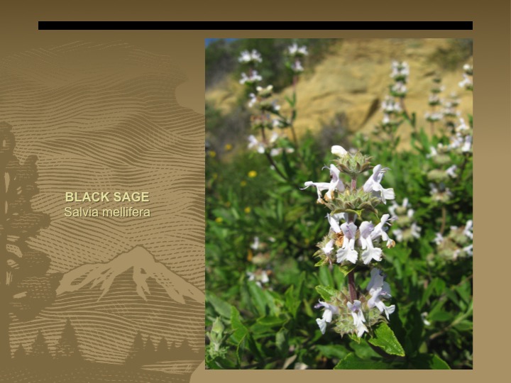 Black Sage