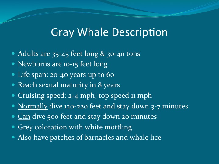 Gray Whales