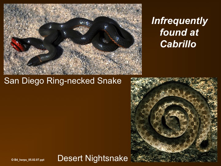 ring-necked snake,desert night snake
