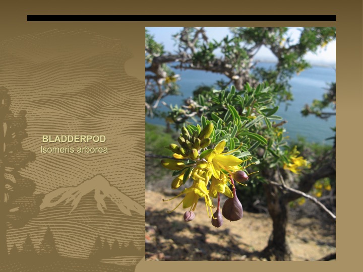 Bladderpod