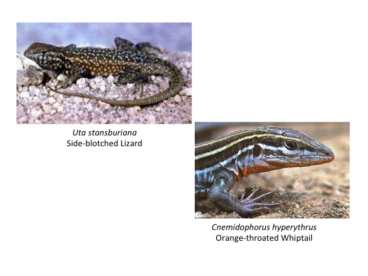 side-blotched lizard,orange-throated whiptail