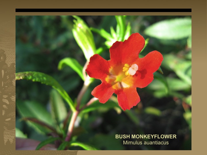 Bush Monkeyflower