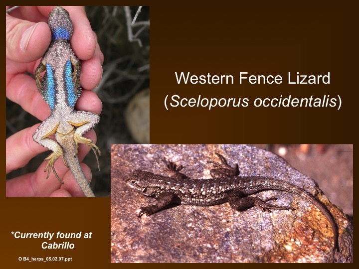 western fence lizard