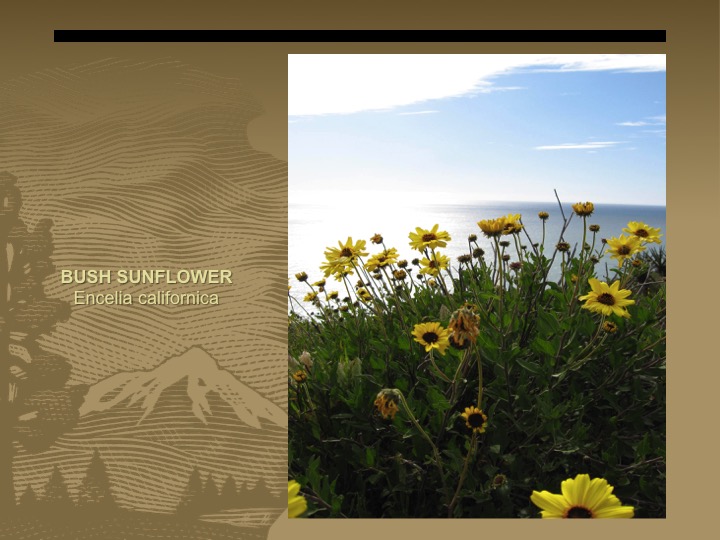 Bush Sunflower