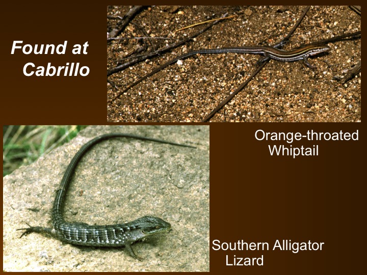 orange-throated whiptail,alligator lizard