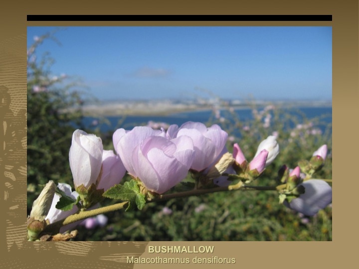 Bushmallow