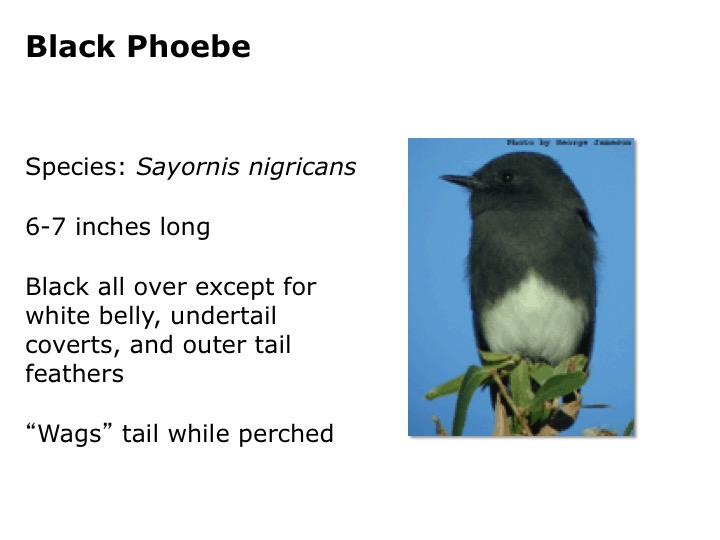 Black Phoebe
