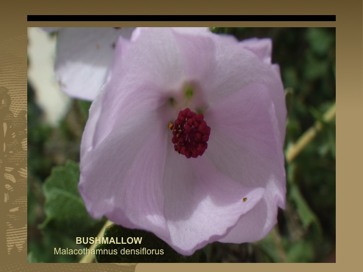 Bushmallow