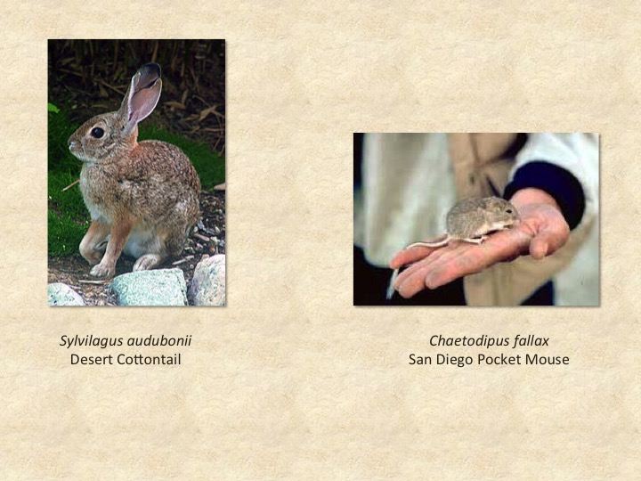 Cottontail rabbit, mouse