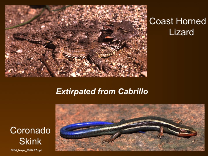 Horned lizard,coronado skink