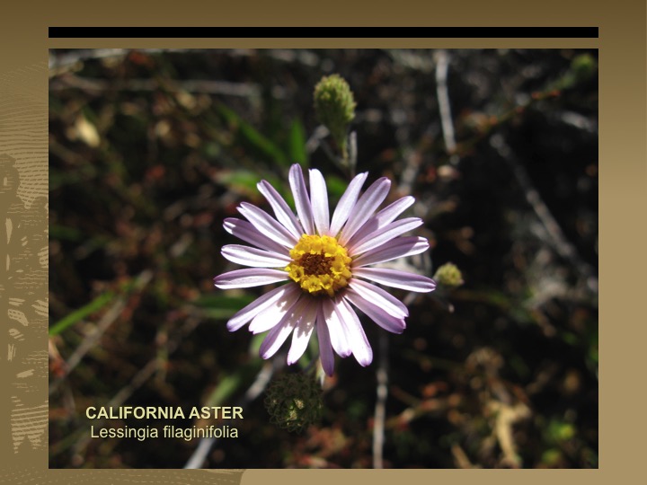 California Aster