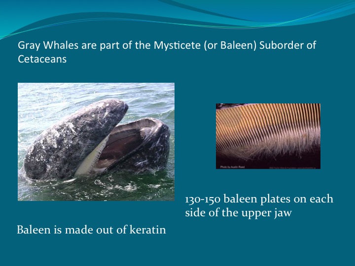 Gray Whales